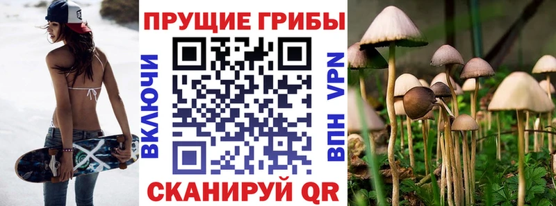 Галлюциногенные грибы Psilocybe где продают Петропавловск-Камчатский